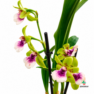 Zygopetalum 'Impasto Blue'