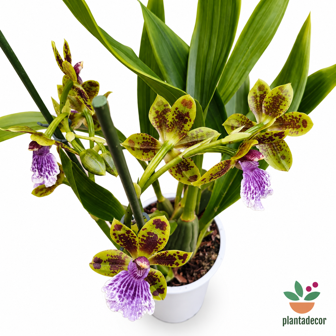 Zygopetalum 'Trozy Blue''