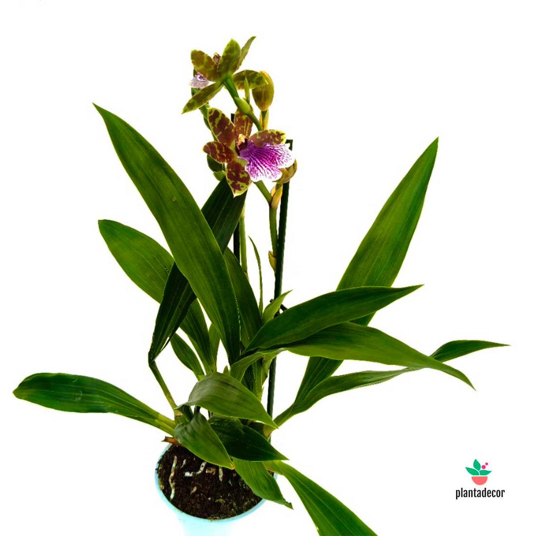 Zygopetalum 'Louisendorf'