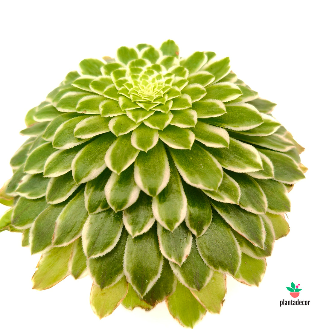 Aeonium Wheels of Variation