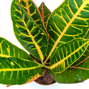 Codiaeum  "Grand Petra"