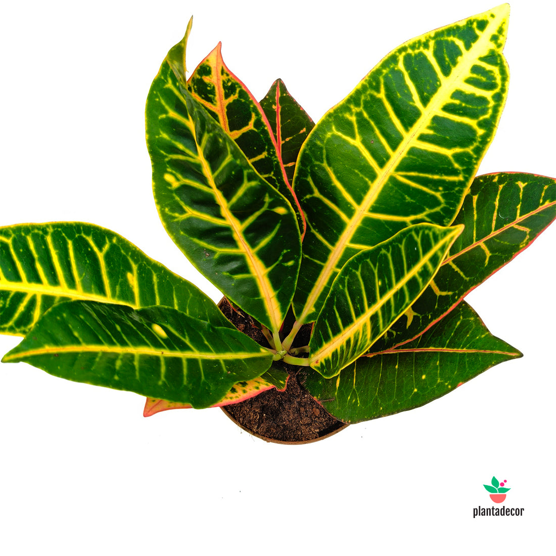 Codiaeum  "Grand Petra"