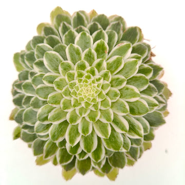 Aeonium Wheels of Variation