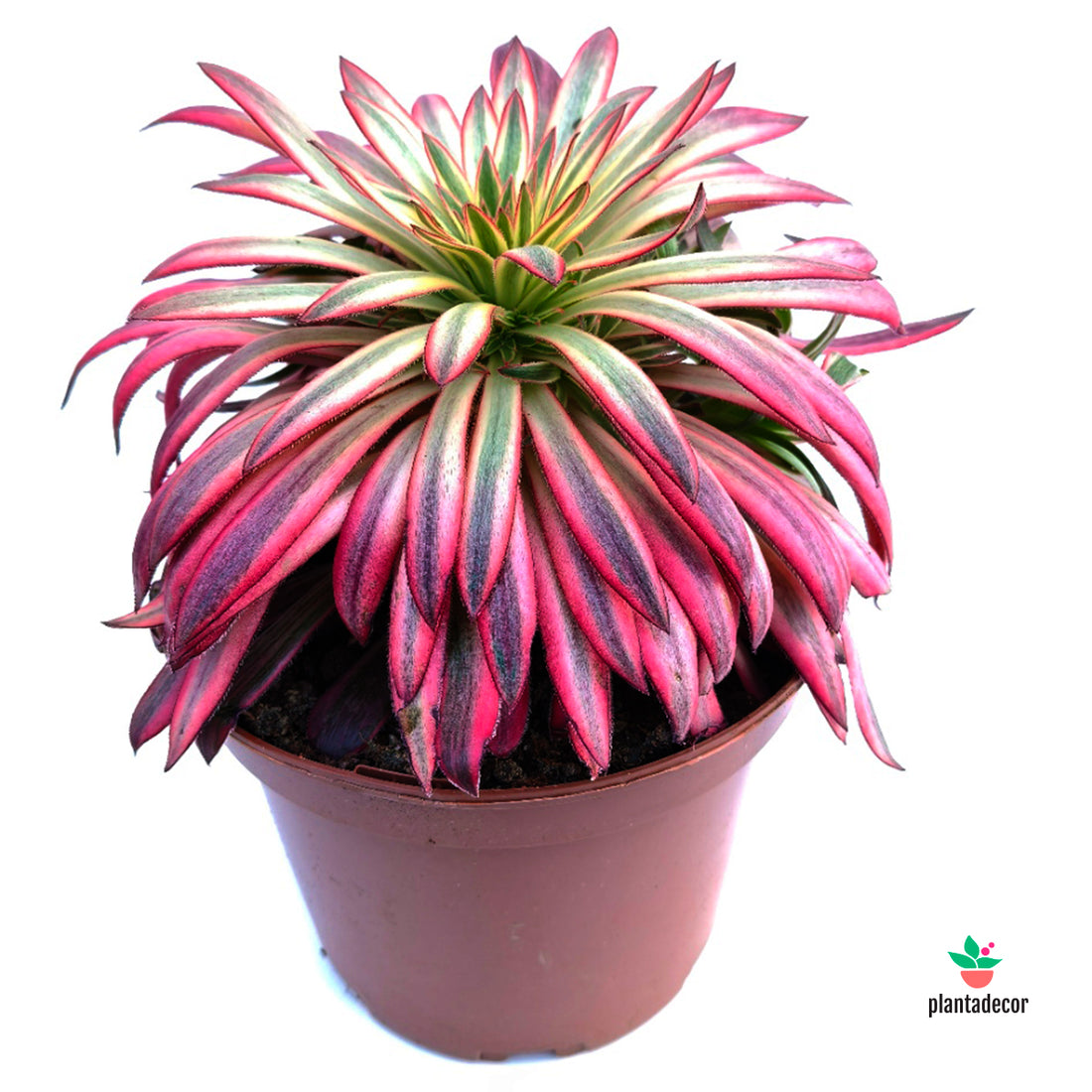 Aeonium Arboreum Black Magic