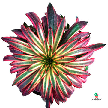 Aeonium Arboreum Black Magic