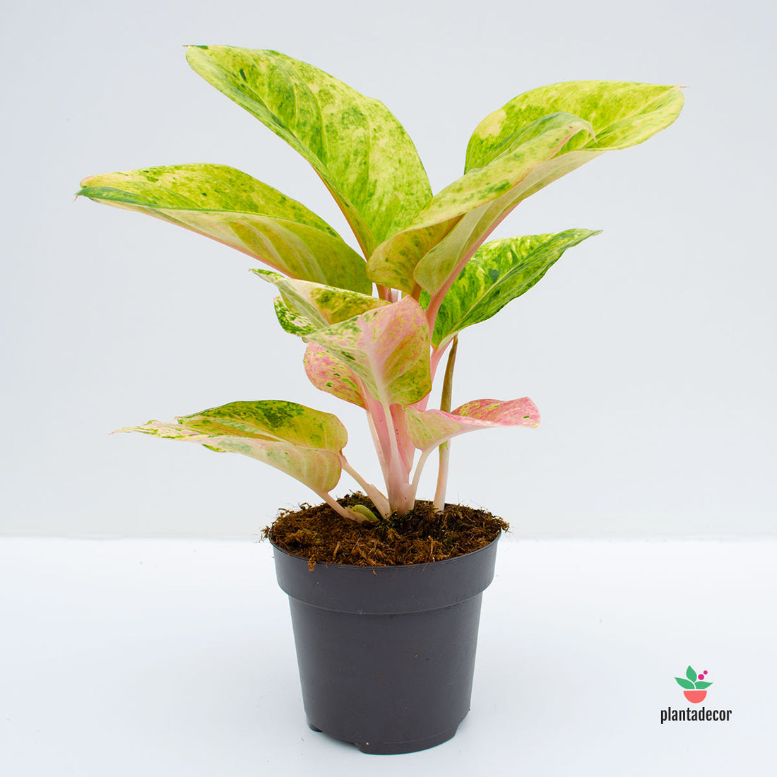 Aglaonema Apple Fantasy