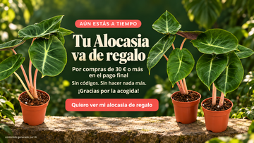 Aún estás a tiempo. Alocasia de regalo por compras de 30 € o más en el pago final. Quiero ver mi alocasia de regalo. Contenido generado por IA.