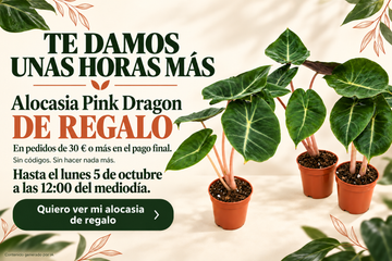 Te damos unas horas más. Alocasia Pink Dragon de regalo por pedidos de 30 € o más en el pago final. Hasta el lunes 5 de octubre a las 12:00 del mediodía.