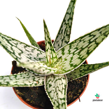 Aloe Rauhii