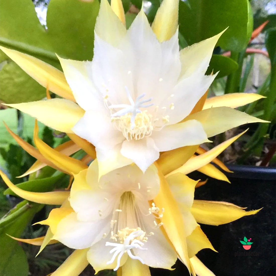 Epiphyllum Anguliger