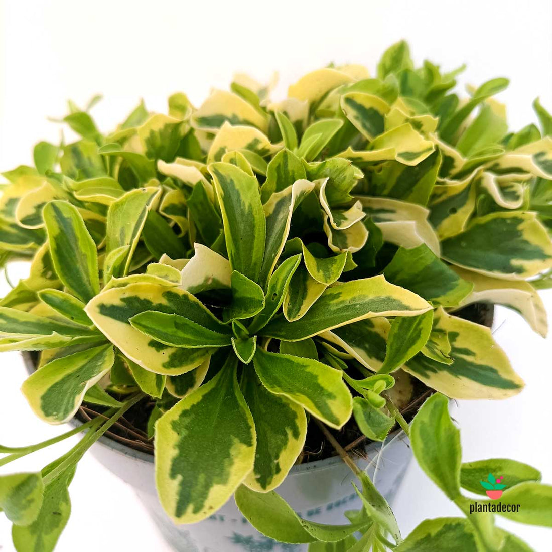 Arabis Ferdinandi-Coburgi "Variegata"