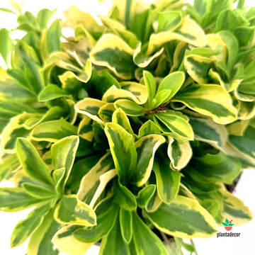 Arabis Ferdinandi-Coburgi "Variegata"