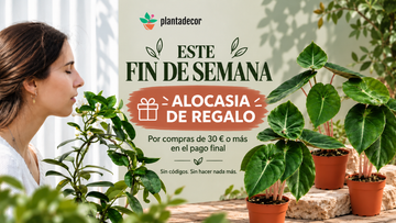 Este fin de semana: Alocasia de regalo por compras de 30 € o más en el pago final. Sin códigos. Sin hacer nada más.