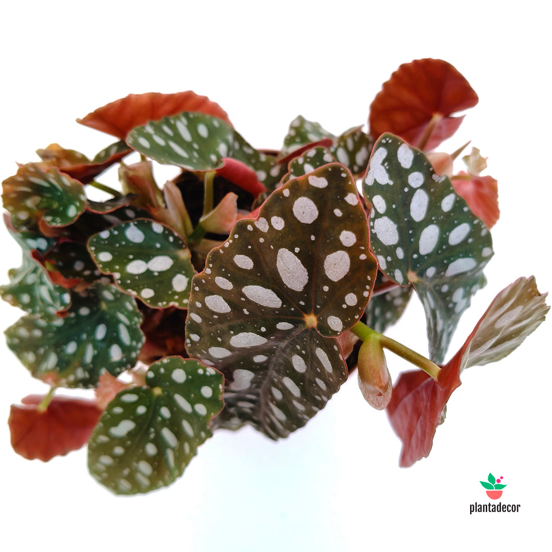 Begonia Pseudo Lubbersii 'Silver Spot'