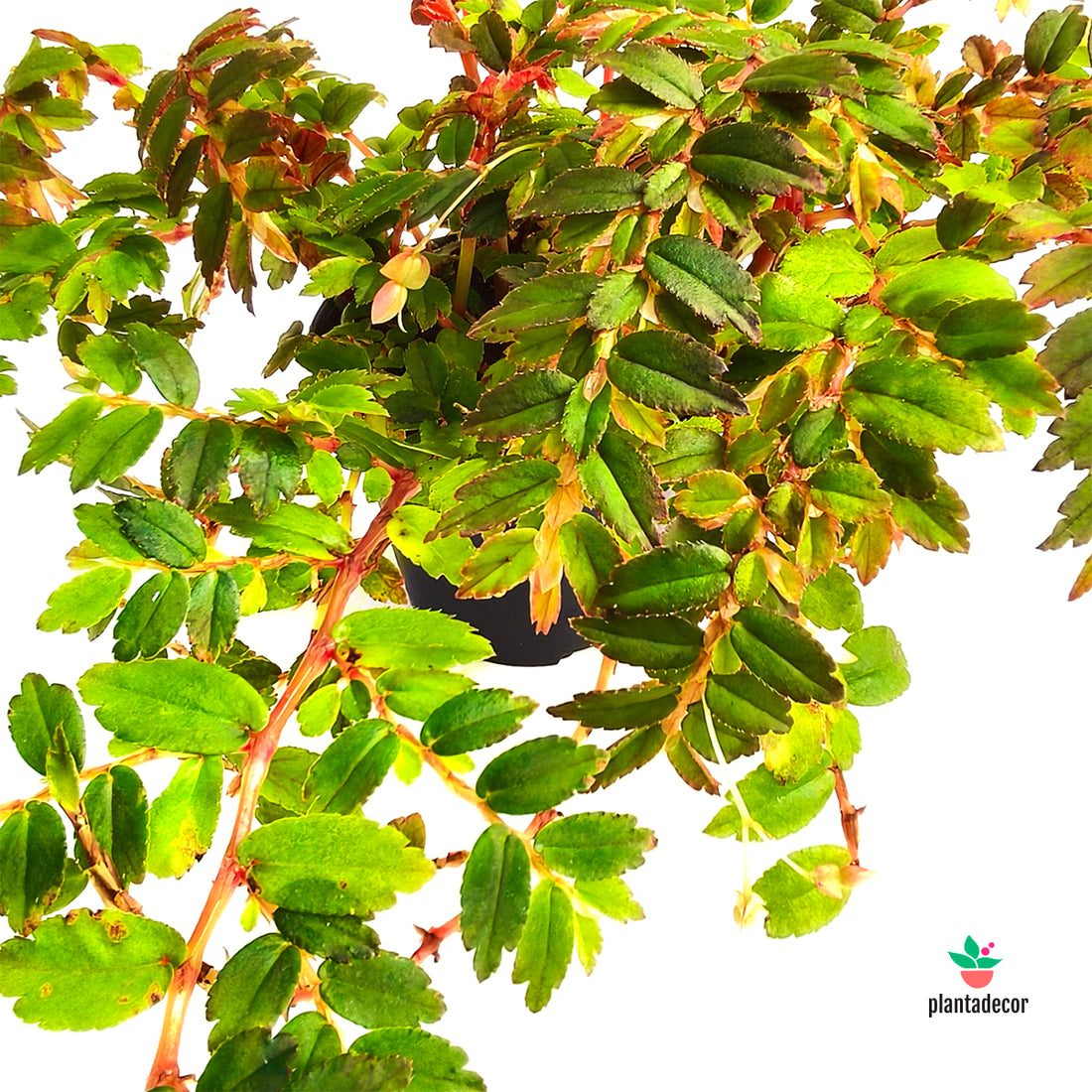 Begonia Formosa Miniata