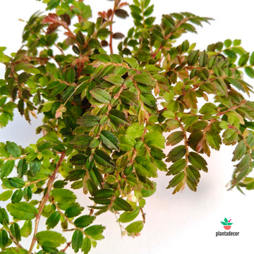 Begonia Formosa Miniata