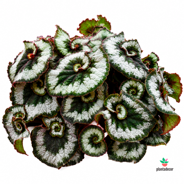 Begonia Rex Escargot