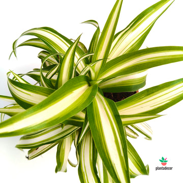 Chlorophytum Comosum Variegatum
