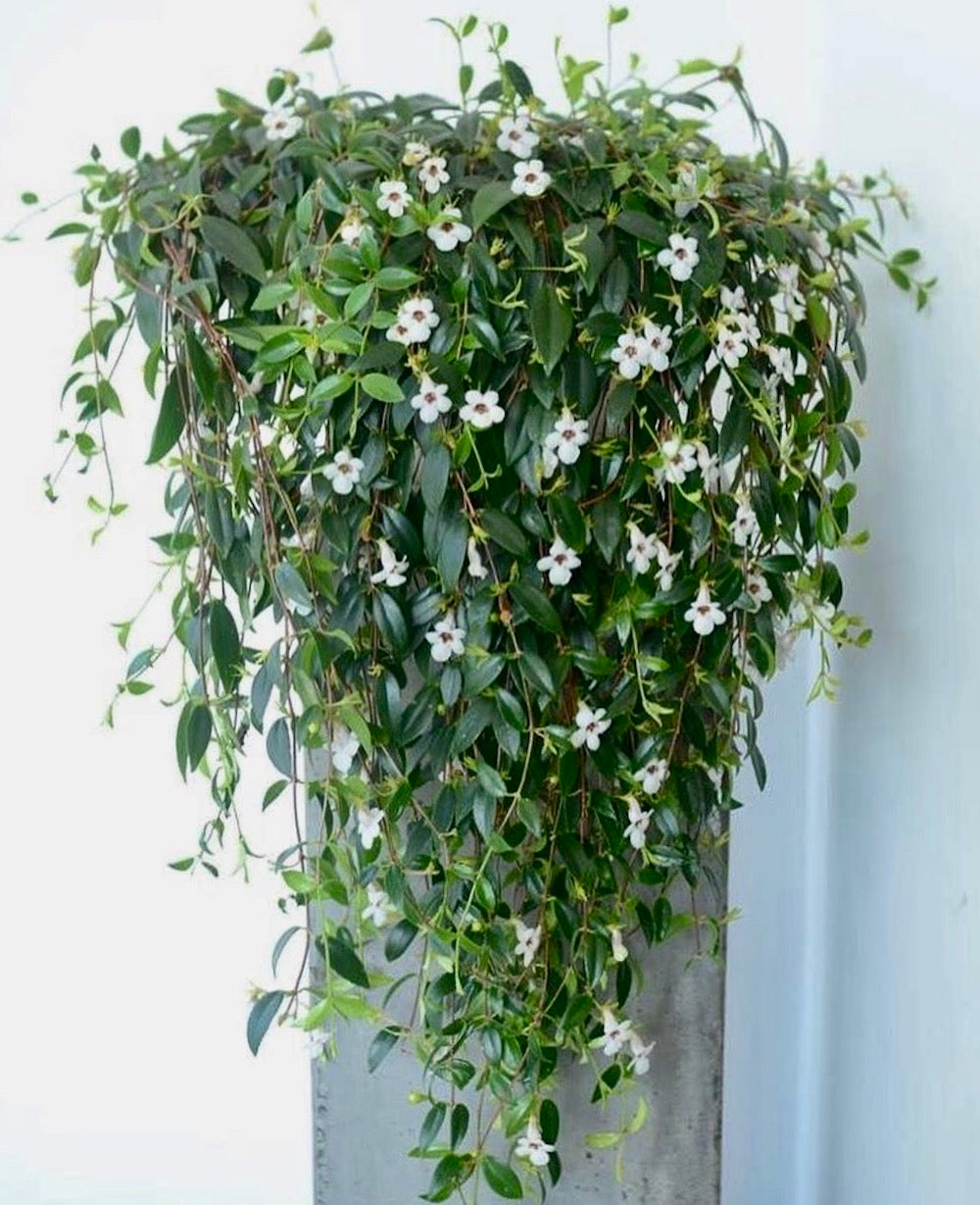 Codonante Crasifolia