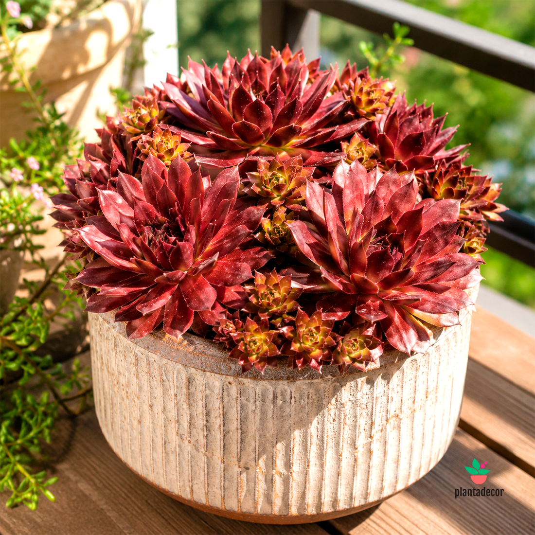 Sempervivum Coral Red