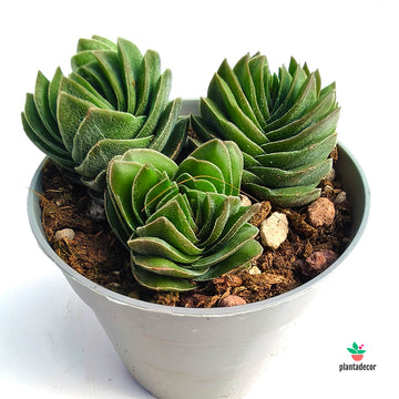 Crassula Buddhas Temple  - Ramificada-