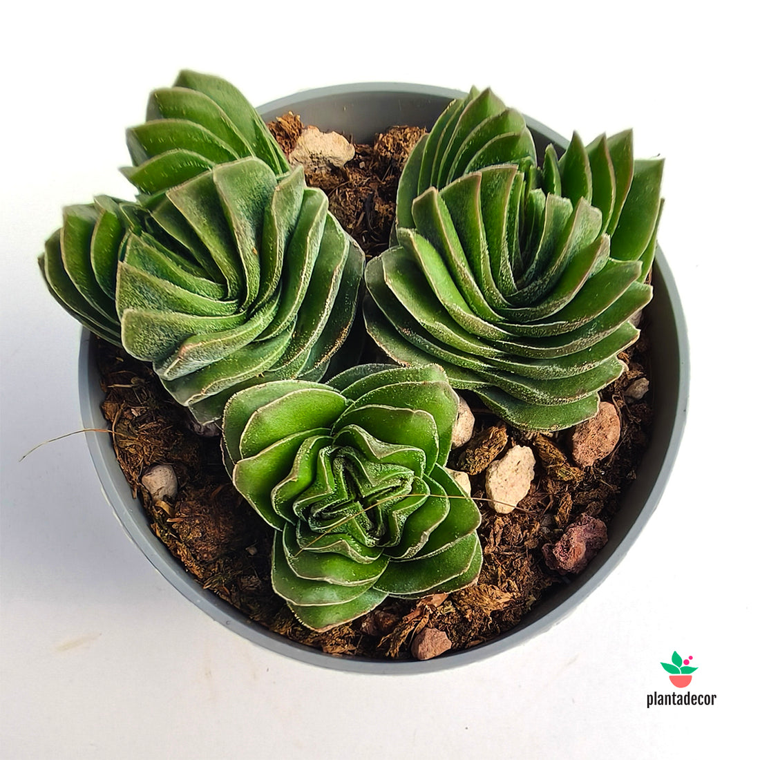 Crassula Buddhas Temple  - Ramificada-