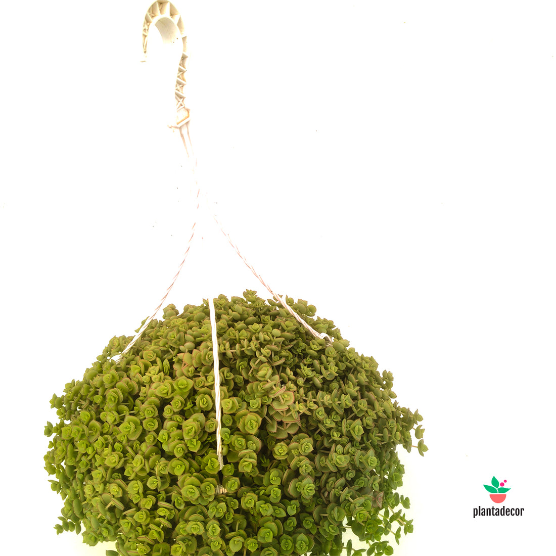 Crassula Majestic Kiss