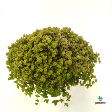 Crassula Majestic Kiss