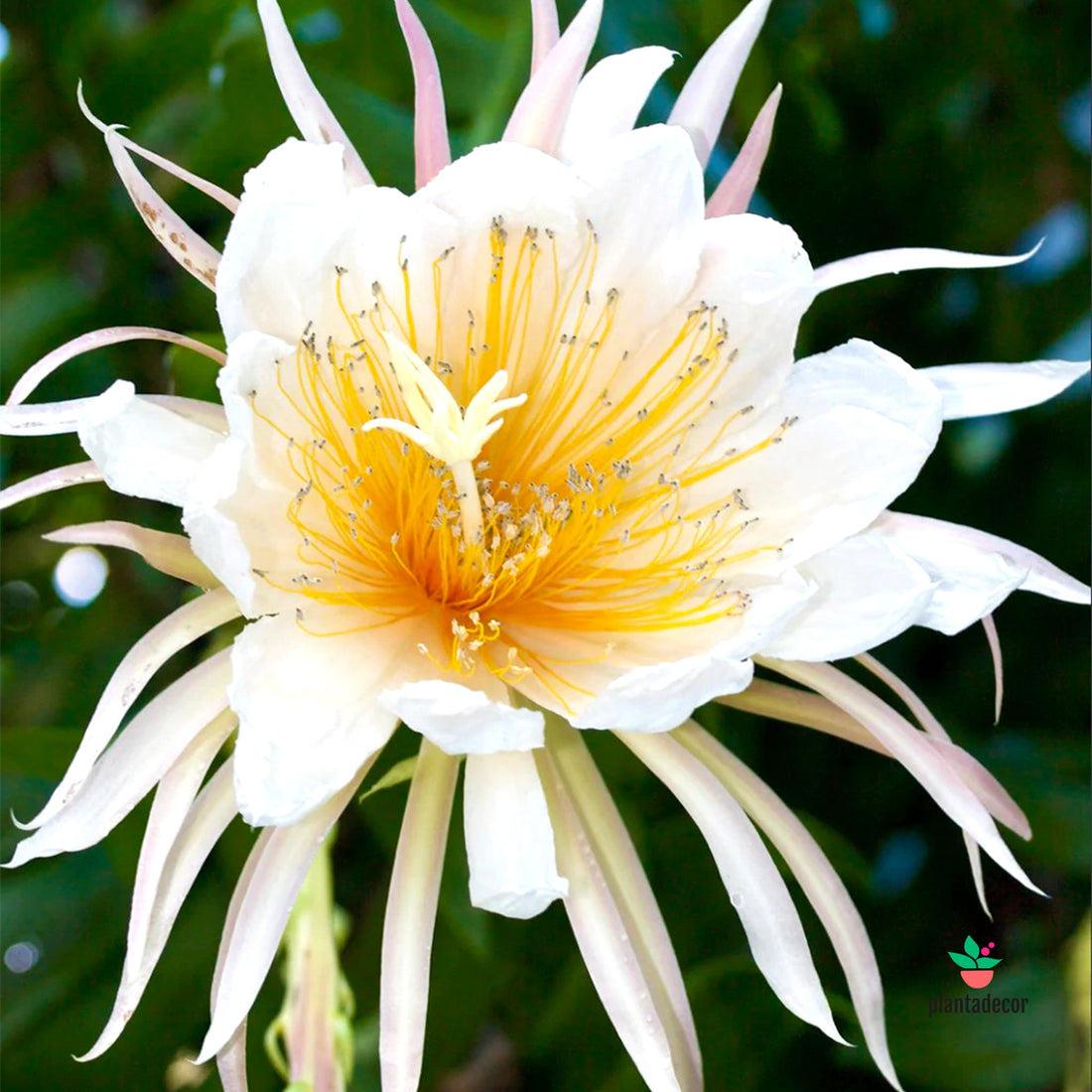 Epiphyllum Chrysocardium