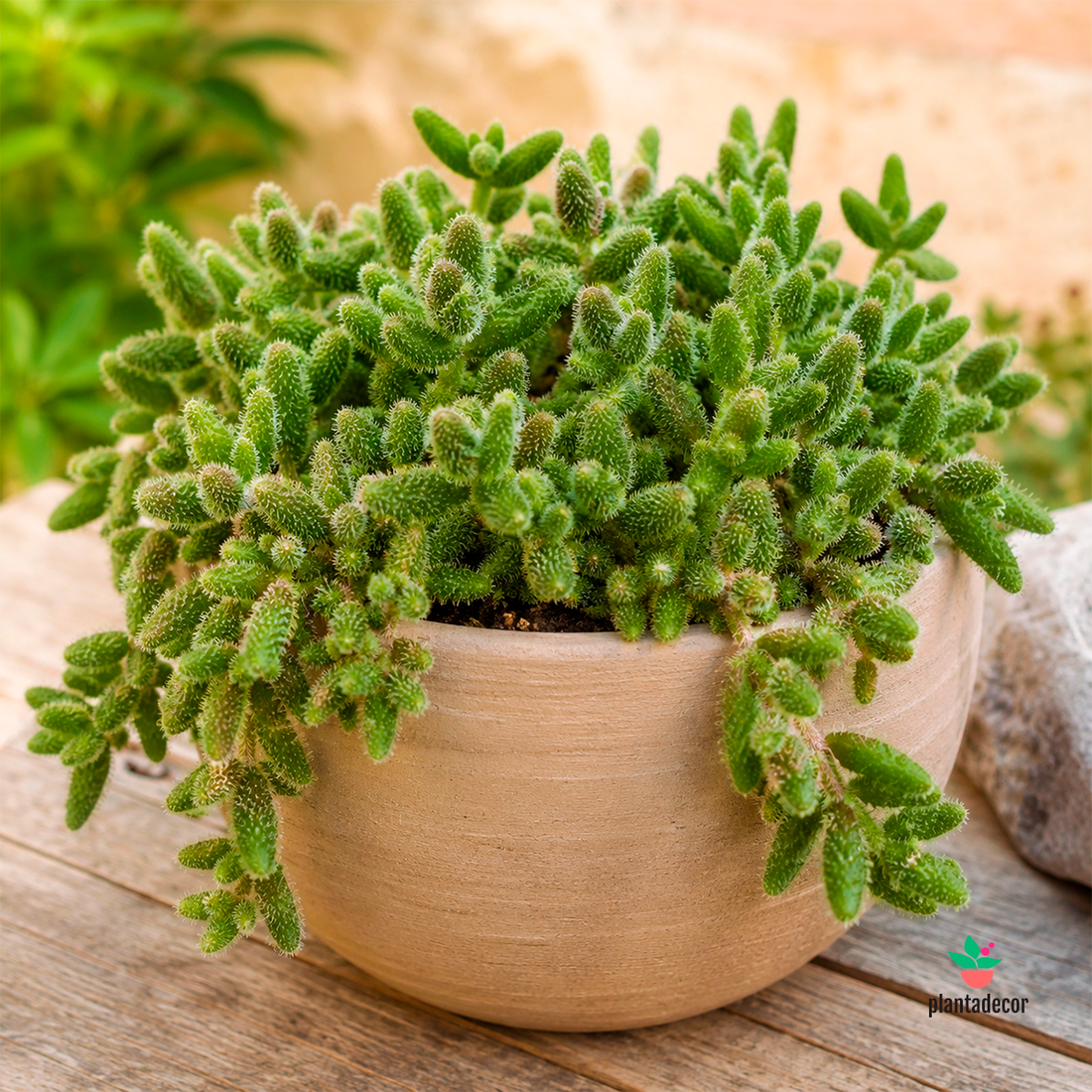 Delosperma Echinatum o Pruinosum MINI