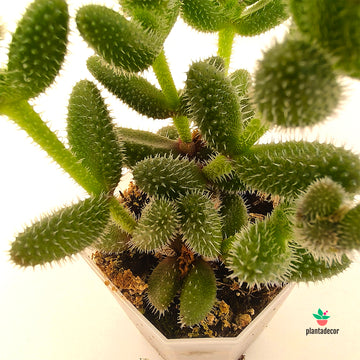 Delosperma Echinatum o Pruinosum MINI