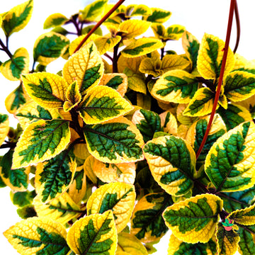 Plectranthus 'Easy Gold'