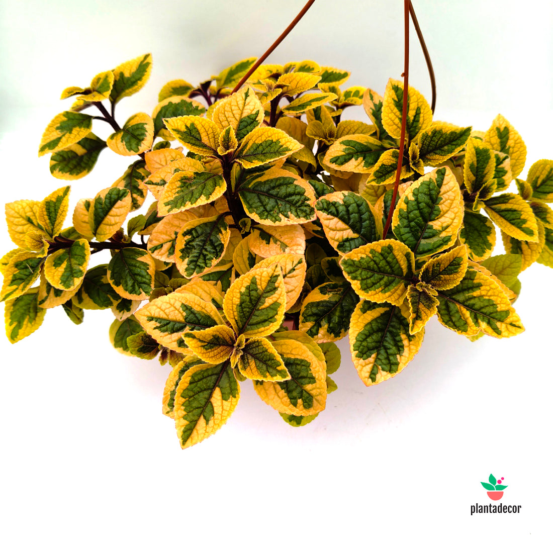 Plectranthus 'Easy Gold'