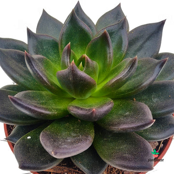 Echeveria Mamba