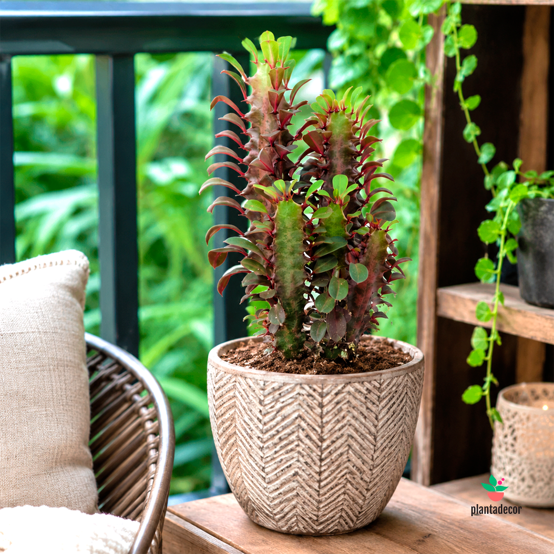 Euphorbia Trigona Rubra