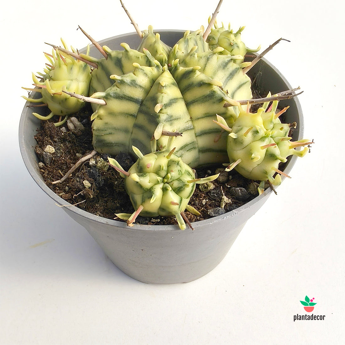 Euphorbia Meloformis Variegata