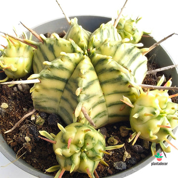 Euphorbia Meloformis Variegata