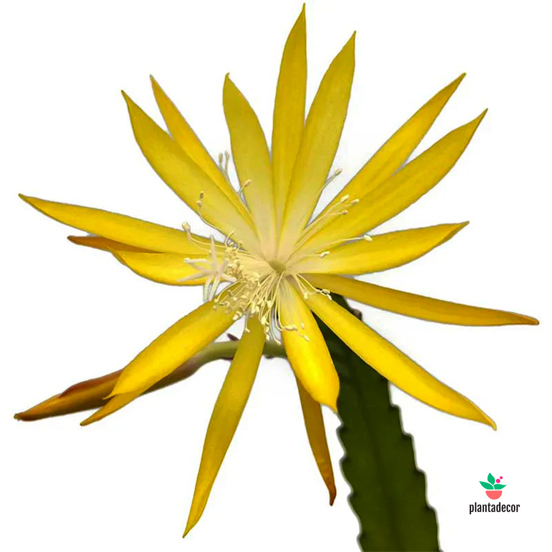 Epiphyllum Fruhlings Gold