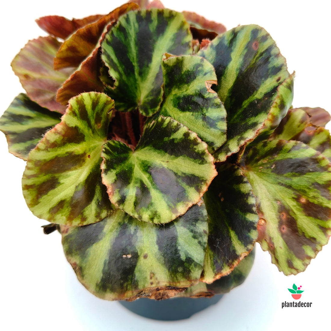 Begonia Gironella