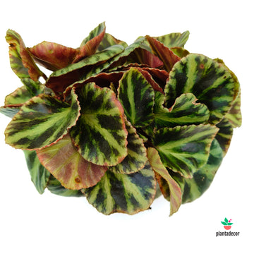 Begonia Gironella