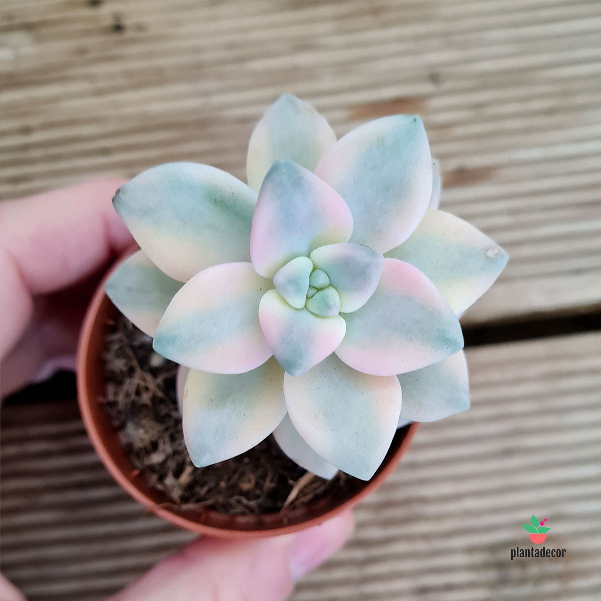 Graptoveria 'Titubans' f. Variegata