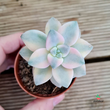 Graptoveria 'Titubans' f. Variegata