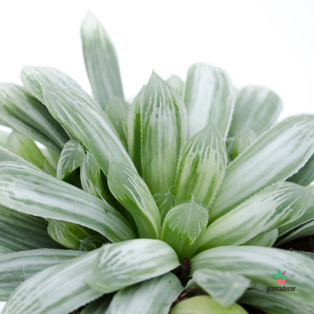 Haworthia Cooperi Pilifera Variegata