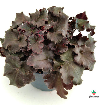 Heuchera Melting Fire