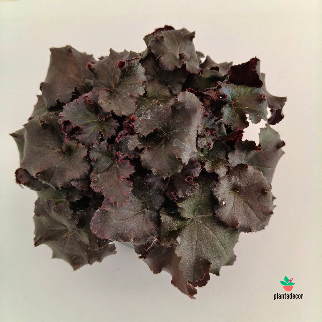 Heuchera Melting Fire