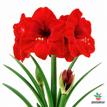 Hippeastrum Red
