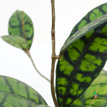 Hoya Callistophylla Black Cat