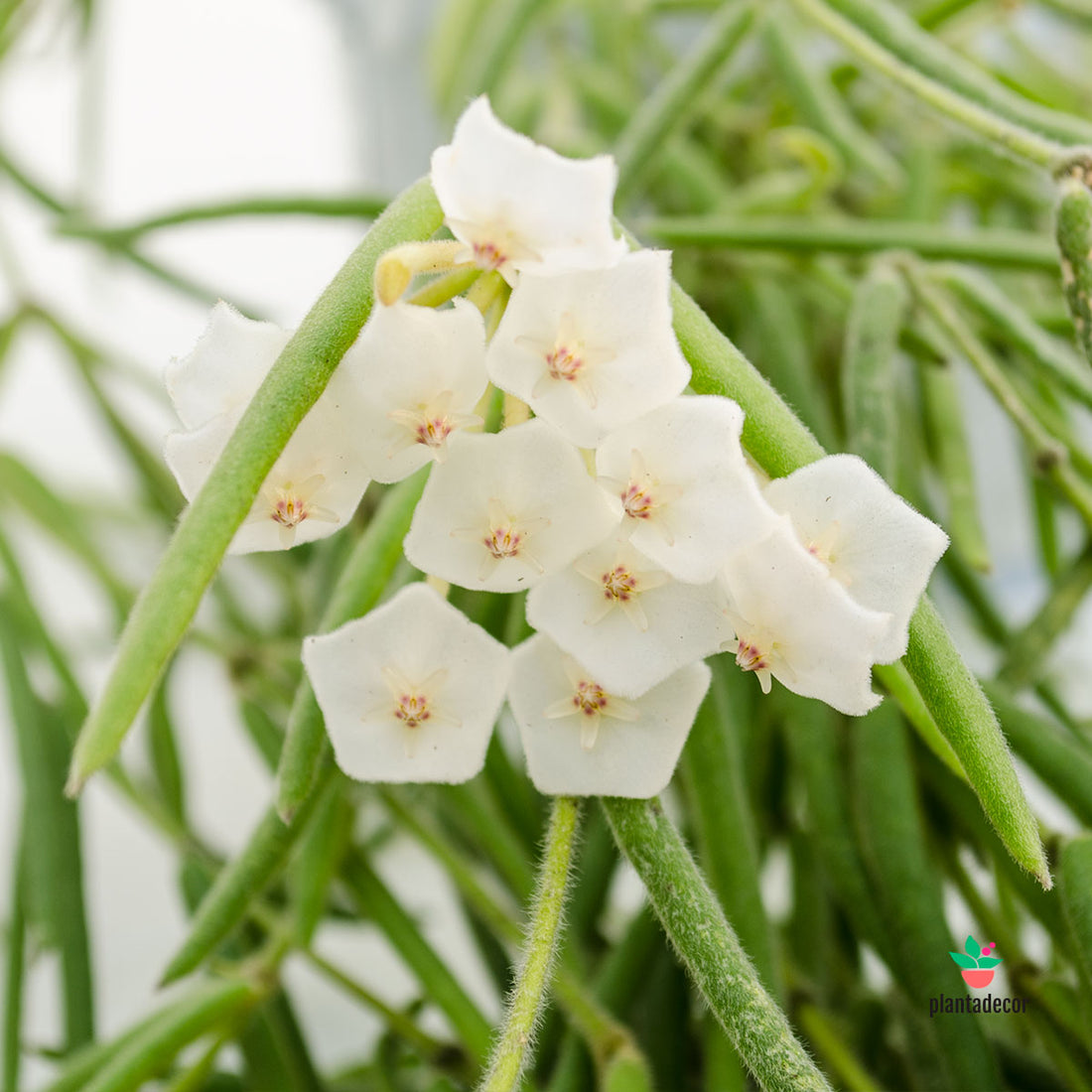 Hoya Linearis