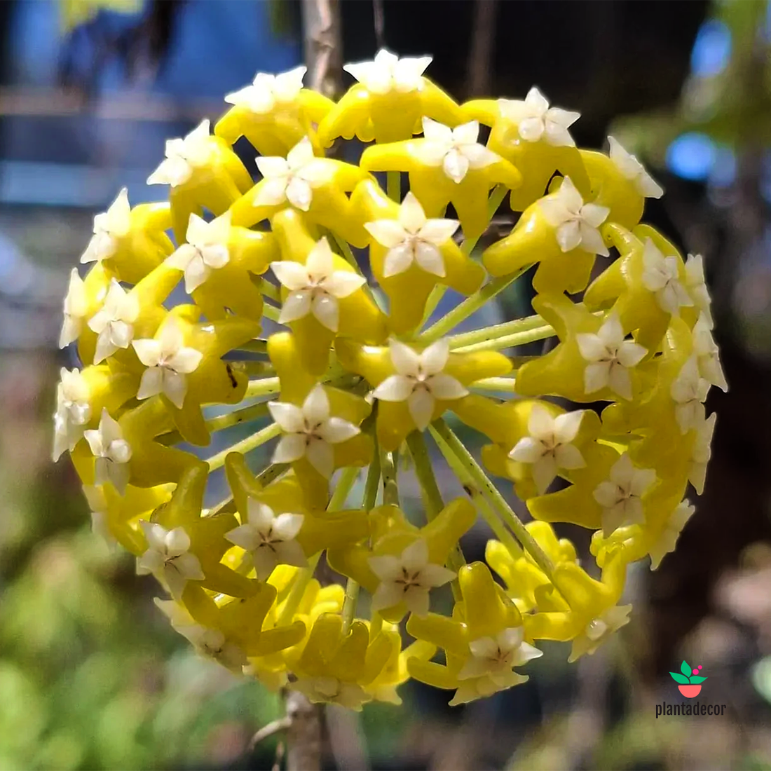 Hoya Timor