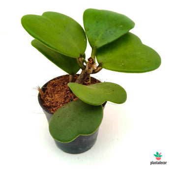 Hoya Kerrii Planta - Mini